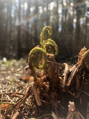 Dryopteris filix-mas
