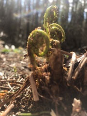 Dryopteris filix-mas