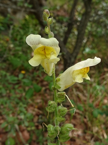 Antirrhinum latifolium (Antirrhinum latifolium)