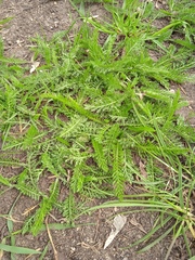 Achillea millefolium