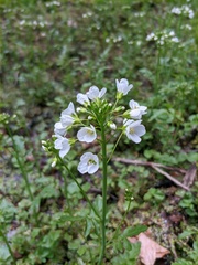 Cardamine tenera