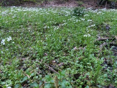 Cardamine tenera