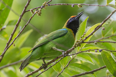 Chloropsis aurifrons