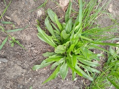 Plantago lanceolata