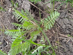 Tanacetum vulgare