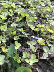 Trifolium repens
