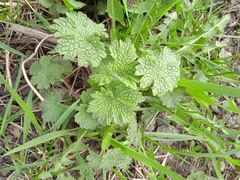 Leonurus quinquelobatus