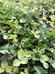 Trifolium repens