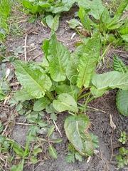 Rumex obtusifolius