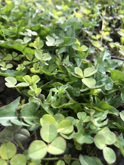 Trifolium repens