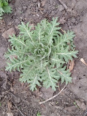 Hyoscyamus niger
