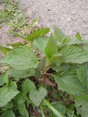 Urtica dioica