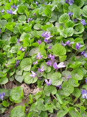 Viola odorata