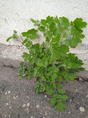Chelidonium majus