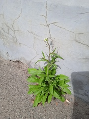 Capsella bursa-pastoris