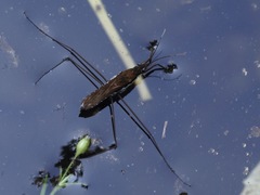 Gerris gracilicornis