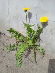 Taraxacum officinale