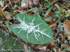 Caladium bicolor