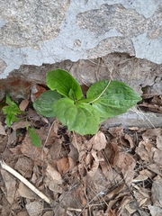 Plantago major