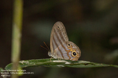 Chloreuptychia herseis