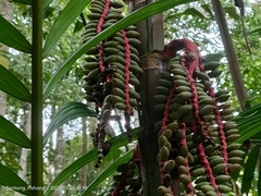 Pinanga coronata