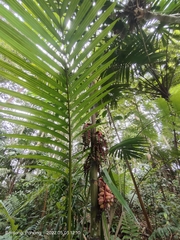 Pinanga coronata