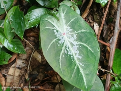 Caladium bicolor