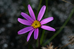 Mairia coriacea