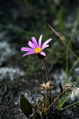 Mairia coriacea