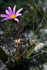 Mairia coriacea