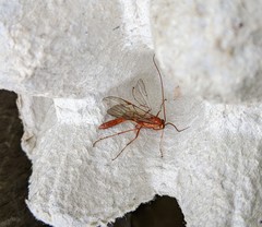 Ophion minutus-group