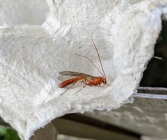 Ophion minutus-group