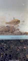 Redigobius macrostoma