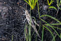 Schistocerca gregaria flaviventris