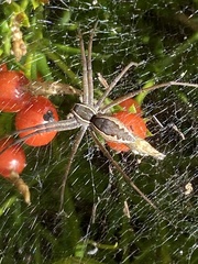 Euprosthenopsis