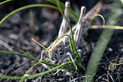 Schistocerca gregaria flaviventris