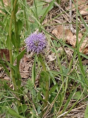 Globularia bisnagarica