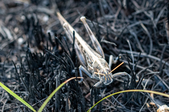 Schistocerca gregaria flaviventris