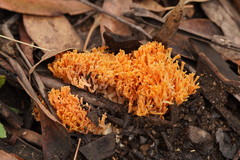 Ramaria anziana