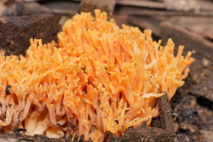 Ramaria anziana
