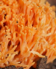 Ramaria anziana