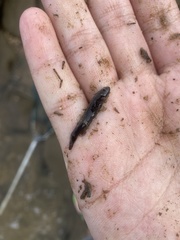 Cryptocentroides gobioides