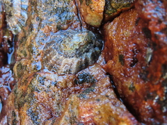 Scutellastra granularis