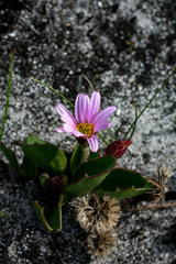 Mairia coriacea