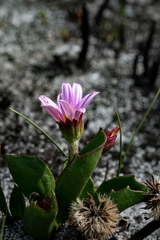 Mairia coriacea
