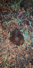 Uperodon globulosus