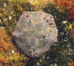 Patiriella