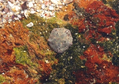 Patiriella