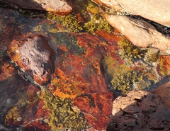 Sargassum incisifolium