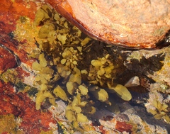 Sargassum incisifolium